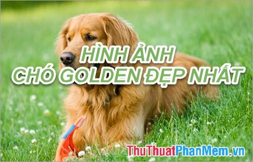 Golden Retriever giống chó thông minh và biết tiết chế cảm xúc - 2