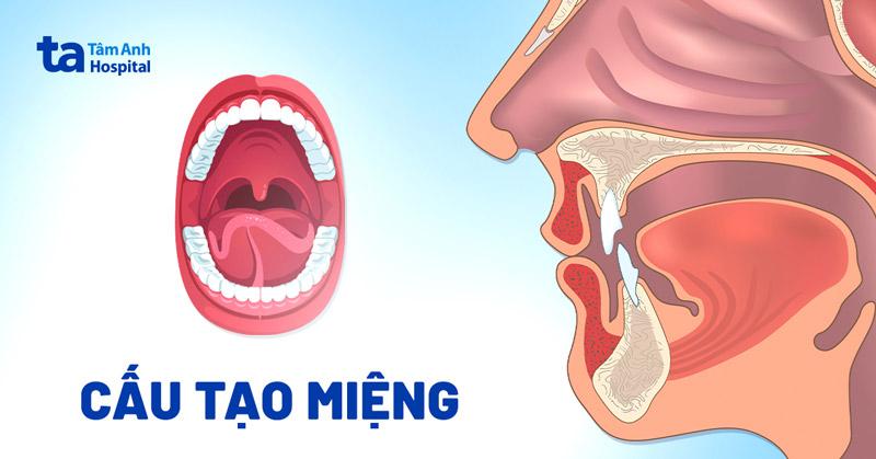 cấu tạo và chức năng của miệng người