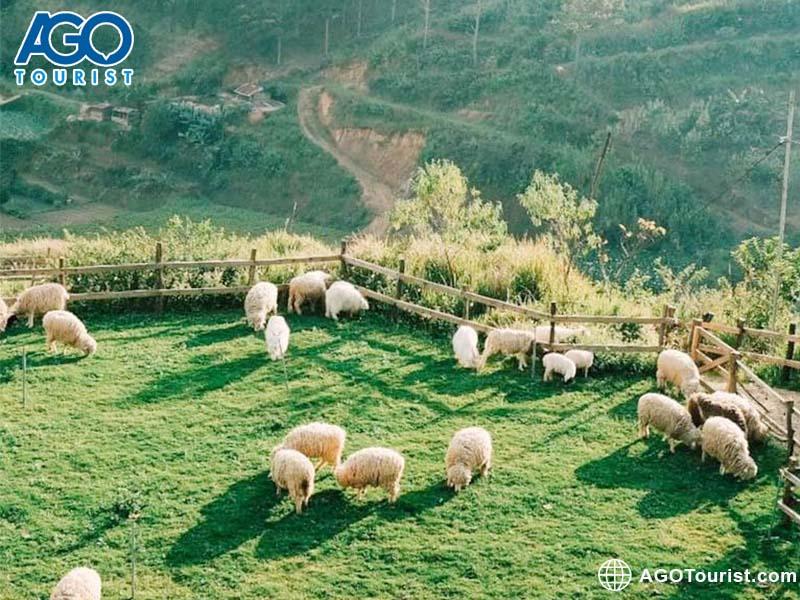 Review Chika Farm Đà Lạt – Nông trại cừu phong cách Châu Âu tuyệt đẹp
