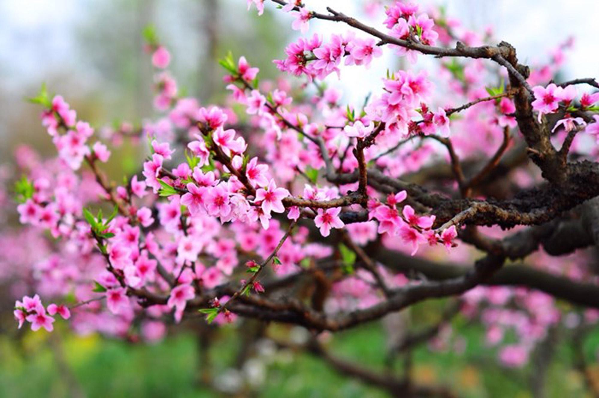 Hoa đào hoa mai ngày Tết: Ý nghĩa sâu xa mà bạn nên biết!