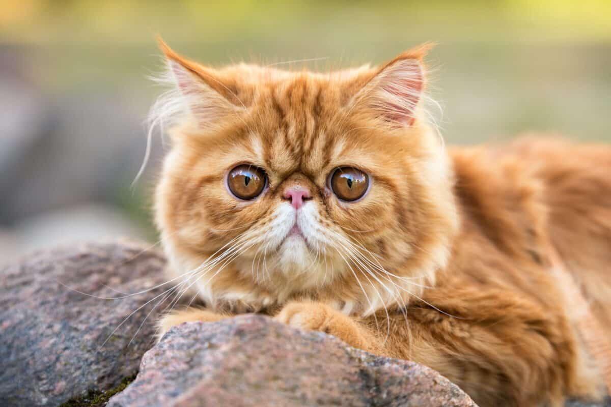 Mèo Ba Tư - Đặc điểm, giá bán, cách nuôi và chăm sóc tốt nhất