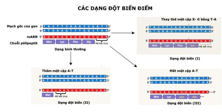 Các dạng đột biến điểm - đột biến gen