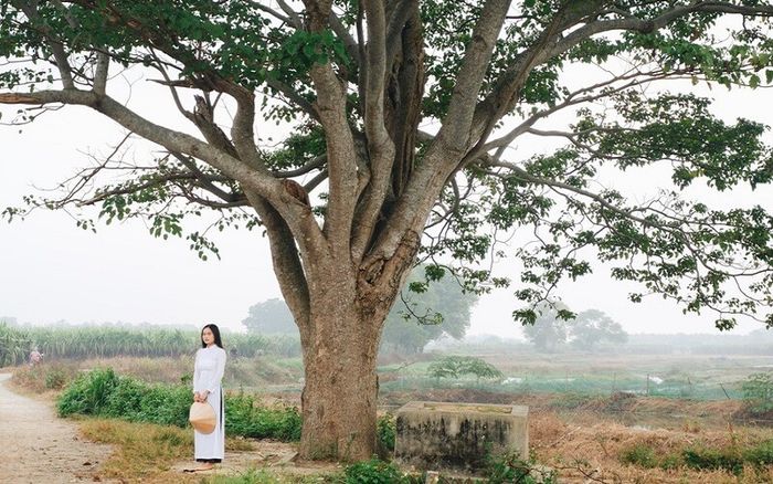 Ngô Đồng Trung Quốc: Ý nghĩa, hình ảnh, cách trồng và chăm sóc